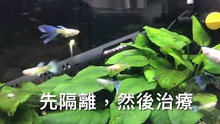 養魚先養水之孔雀魚常見魚病防治 [upl. by Greggory893]