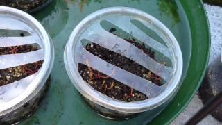 Carnivorous Plant Update Seedling surprises [upl. by Adalard47]