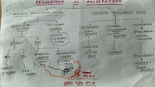 Regulation of respiration 1  TCML [upl. by Hufnagel]