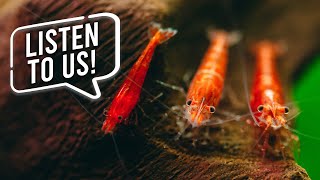 Aquarium Myths Debunked by Fish amp Shrimp [upl. by Sairahcaz529]