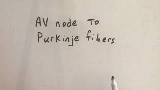 AV node to Purkinje fibers [upl. by Akiv]