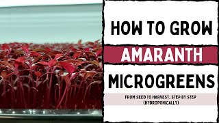 Hydroponic  How to Grow Red Garnet Amaranth Microgreens from Seed to Harvest with Tips amp Tricks [upl. by Anaet]