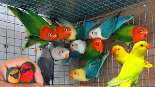 Beautiful Birds Aviary In The World Love Birds Rosella Birds Aviary Beautiful Parrots Breeding farm [upl. by Chatterjee429]