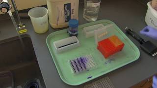 How to stain biofilms in a 96well plate [upl. by Hirsch90]