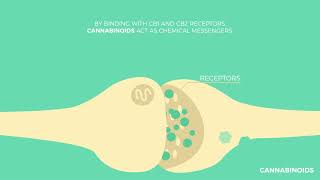 The Endocannabinoid System Explained  How Does It Work [upl. by Thomson240]