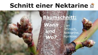 Nektarinenschnitt Baumschnitt an Nektarine Pfirsich [upl. by Euell]