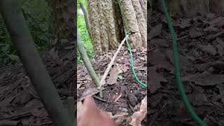 Traps trap bushcraft alanhdva [upl. by Annayar]