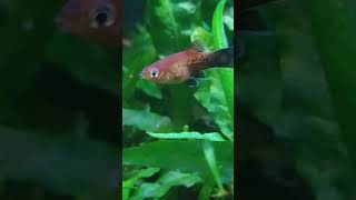 Alevines platy cola de pincel 🐠 [upl. by Jim]