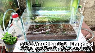 Lets grow small Anubias plants quickly by the Emersed method [upl. by Pet]