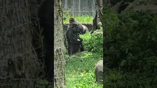 Gorilla gorilla gorilla 西部低地大猩猩 Taipei Zoo [upl. by Kered684]