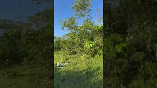 SV04924 FS Farm lot in bicol 58900 sqm clean title Price 200sqm [upl. by Rayford]