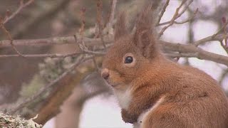 Ecologistas protegen a la ardilla roja en Escocia  science [upl. by Eibur]