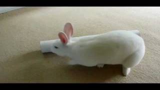 Rabbit enrichment Whats in the tube Stewie [upl. by Marj135]