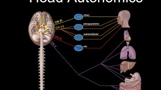 Cranial Nerves and Autonomics [upl. by Tessler365]