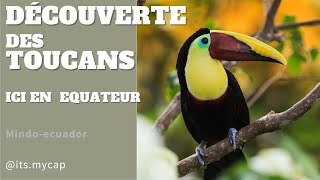 Les TOUCANS ici en Équateur sont très grand incroyable [upl. by Gasperoni]