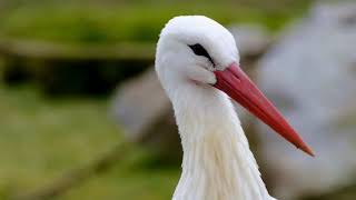 Did You Know Sarus Crane Can Grow To 59ft Tall birds nature music [upl. by Kieffer]