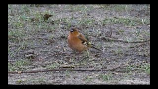 chaffinch sound 2017 in UHD  4K by ani male [upl. by Noral]