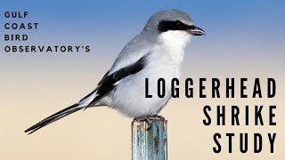 The Loggerhead Shrike Study [upl. by Ainej995]