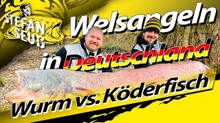 Welsangeln in Deutschland  Erfolgreich Angeln mit Wurm und Köderfisch auf Waller [upl. by Euqnom]