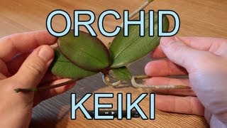 Repotting an Orchid Keiki  Phalaenopsis Orchid Keiki [upl. by Scholz]