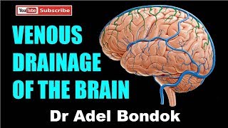 Venous Drainage of the Brain Dr Adel Bondok [upl. by Peugia]