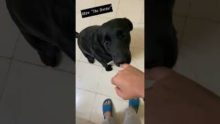 Wah kya doctor h😝ytshorts shortsfeed shorts labrador dogshorts talkingdog funnydogs dogmom [upl. by Htomit]