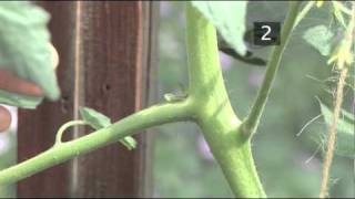 How To Prune Tomatoes [upl. by Elleraj662]