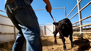 Hoof Rot Calf and Abscess CheckUp [upl. by Litch]