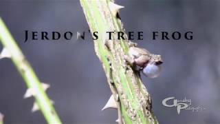 Jerdons tree frog  tiny frogs in Meghalaya  Amalraj Susairaj  Amalrajphotographyin [upl. by Brower305]