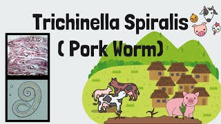 Trichinella spiralis FULL Lecture  Pork Worm  Trichinosis  Intestinal Nematodes  Novice Medic [upl. by Kehsihba]