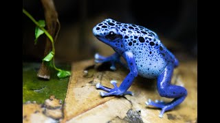 Dendrobates Tinctorius Azureus calling and Courting [upl. by Clerk]