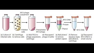 Preparation of Bacteriophage DNA [upl. by Ayiak573]