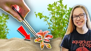 Beginners Guide How to Plant Live Aquarium Plants [upl. by Hanni580]