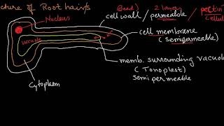 ICSE Class X Biology Absorption By Roots Episode 212 [upl. by Noissap]