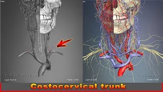 Costocervical trunk  Arteries of head and neck  3D Human Anatomy  Organs [upl. by Doss]