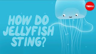 How does a jellyfish sting  Neosha S Kashef [upl. by Cowden]