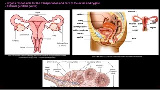 Grade 12 Life Sciences Human Reproduction Part 1 [upl. by O'Shee]