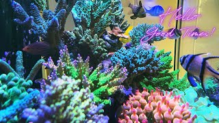 A minimalist approach to reef keeping that you can replicate  Water chemistry [upl. by Thetis983]