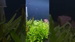 Hygrophila polysperma sunset [upl. by Beekman]