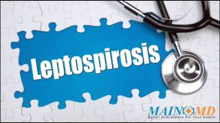 Leptospirosis ¦ Treatment and Symptoms [upl. by Vevine]