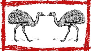 5 Minutes Common Ostrich Sound  Common Ostrich Call  Common Ostrich Noise [upl. by Artcele]