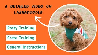 How to Train a Labradoodle  Obedience Potty amp Crate Training [upl. by Llenoil]