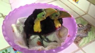 Baby rescued toucans [upl. by Noyerb]