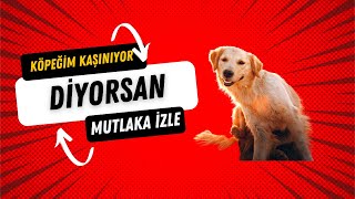 Köpeğim Kaşınıyor Diyorsan Bu Videoyu Mutlaka İzlemelisin [upl. by Nahpos]