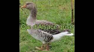 Oie dAlsace grise Exposition Internationale davicultureMulhouse 2016 [upl. by Viafore]