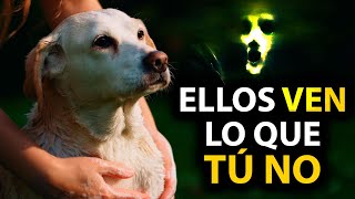 👁️12 COSAS que los PERROS PUEDEN Ver y SENTIR Pero TÚ NO [upl. by Durston115]