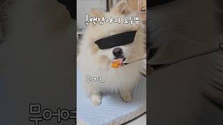 흑백요리사 츄르만5년째 츄르감별사 doglover pomeranian 흑백요리사 funny [upl. by Naujed]