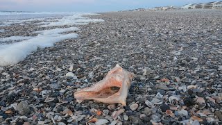 Fantastic Low Tide Shelling at Holden Beach [upl. by Tegdirb]