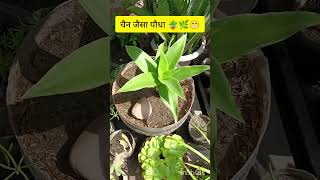 चैन जैसा पौधा 🪴🌿😁plants houseplants gardening viralshorts festival [upl. by Alake566]