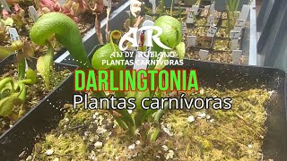 Darlingtonia californica principales cuidados  Andy Rubiano™ [upl. by Nabila]